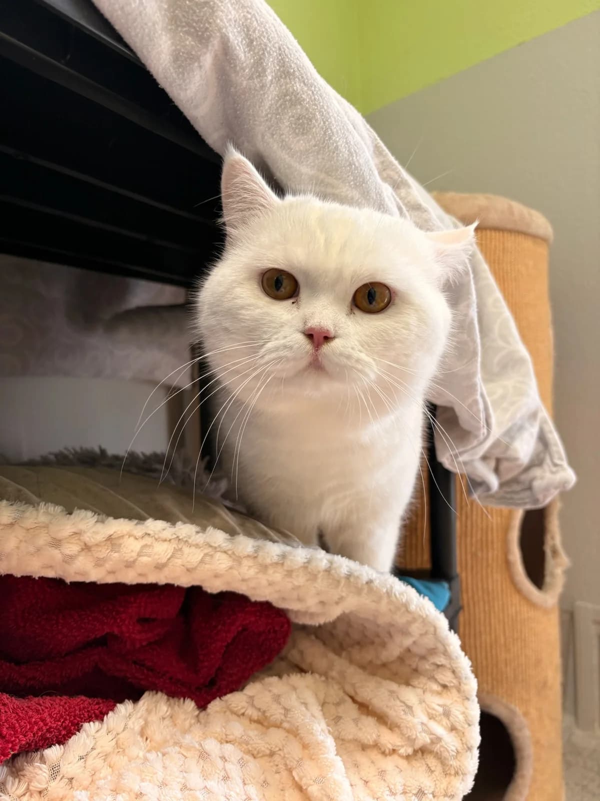 Yuki, male young British Shorthair for adoption at Tierheim Augsburg, Augsburg