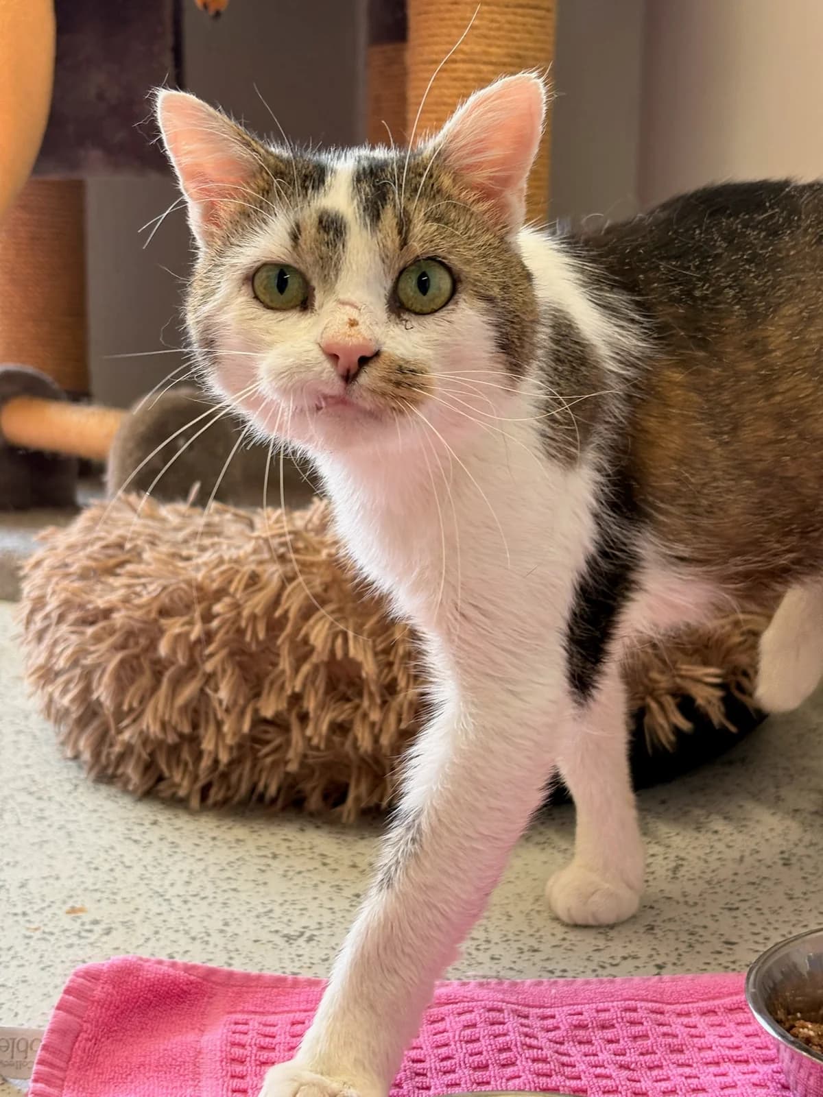 Zecke, European Shorthair (Tierheim Augsburg)