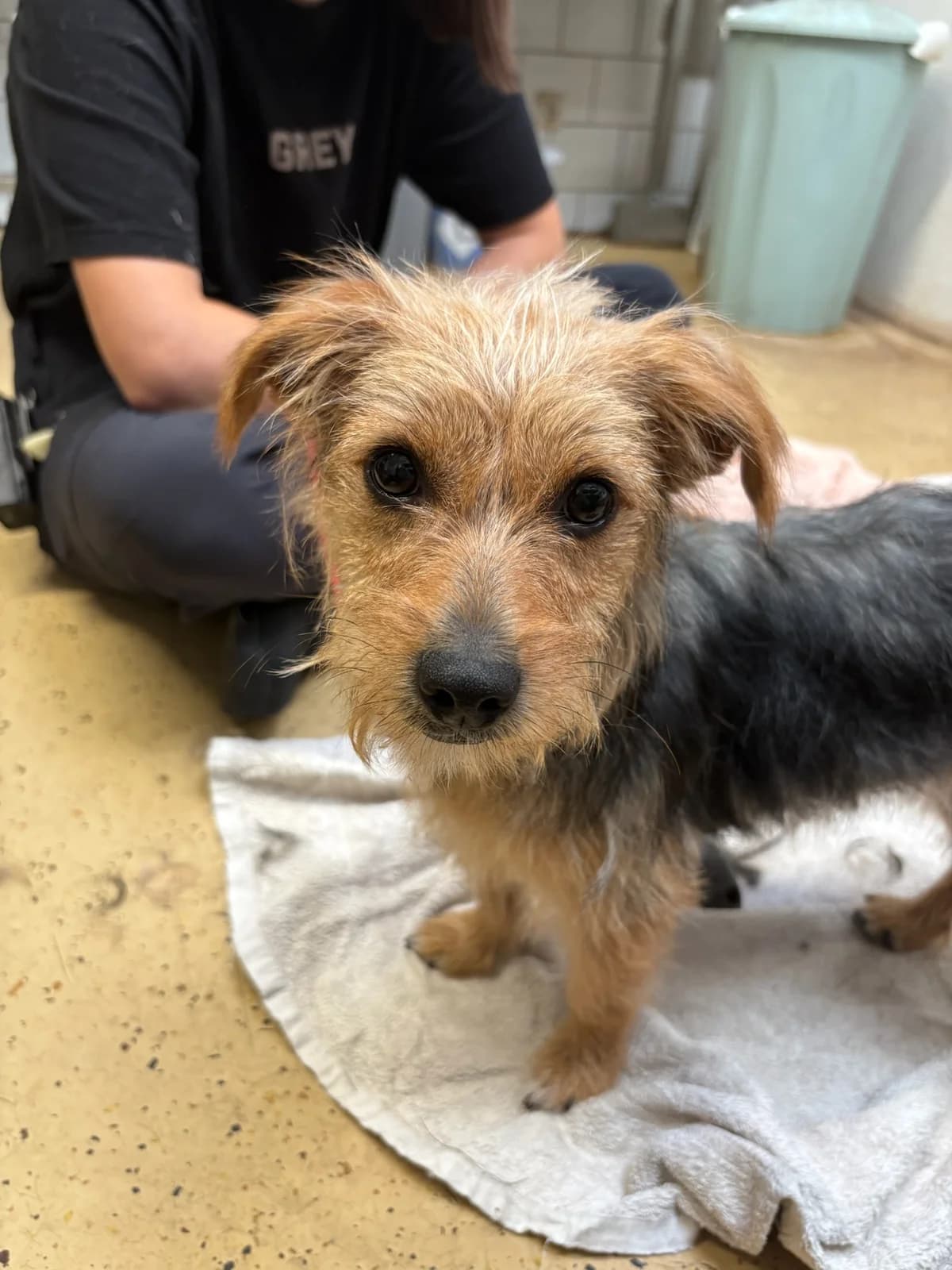 Zoe, female Mixed Breed for adoption at Tierheim Augsburg, Augsburg