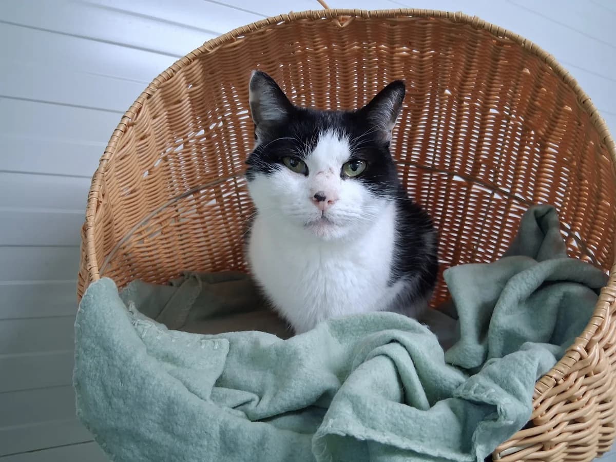 Mucki, female Mixed Breed for adoption at Tierheim Aurich (Animal Welfare Aurich e.V.), Aurich