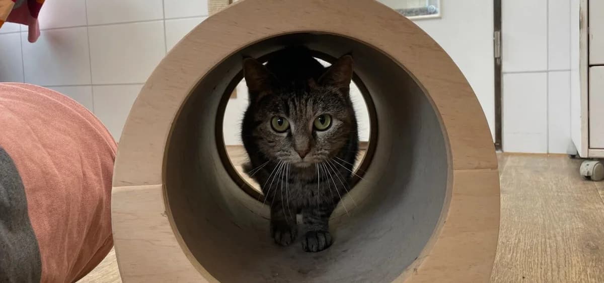Marie,  3yo Mixed Breed for adoption at Tierheim Aurich (Animal Welfare Aurich e.V.), Aurich