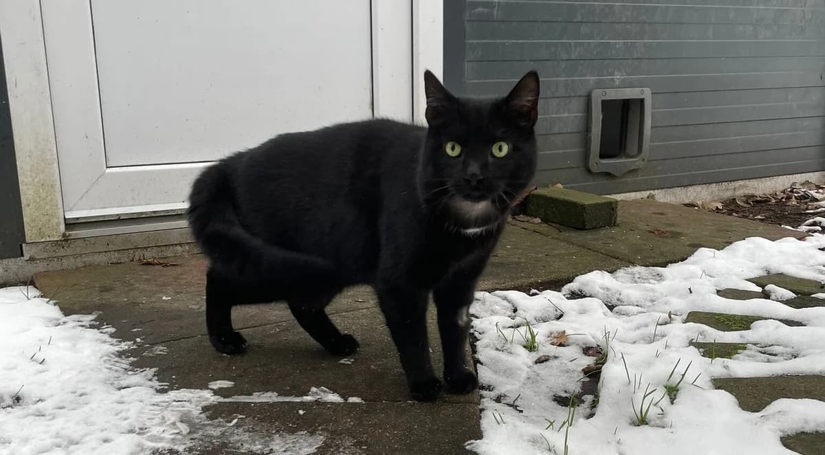 Mogli, male 3yo Mixed Breed for adoption at Tierheim Aurich (Animal Welfare Aurich e.V.), Aurich
