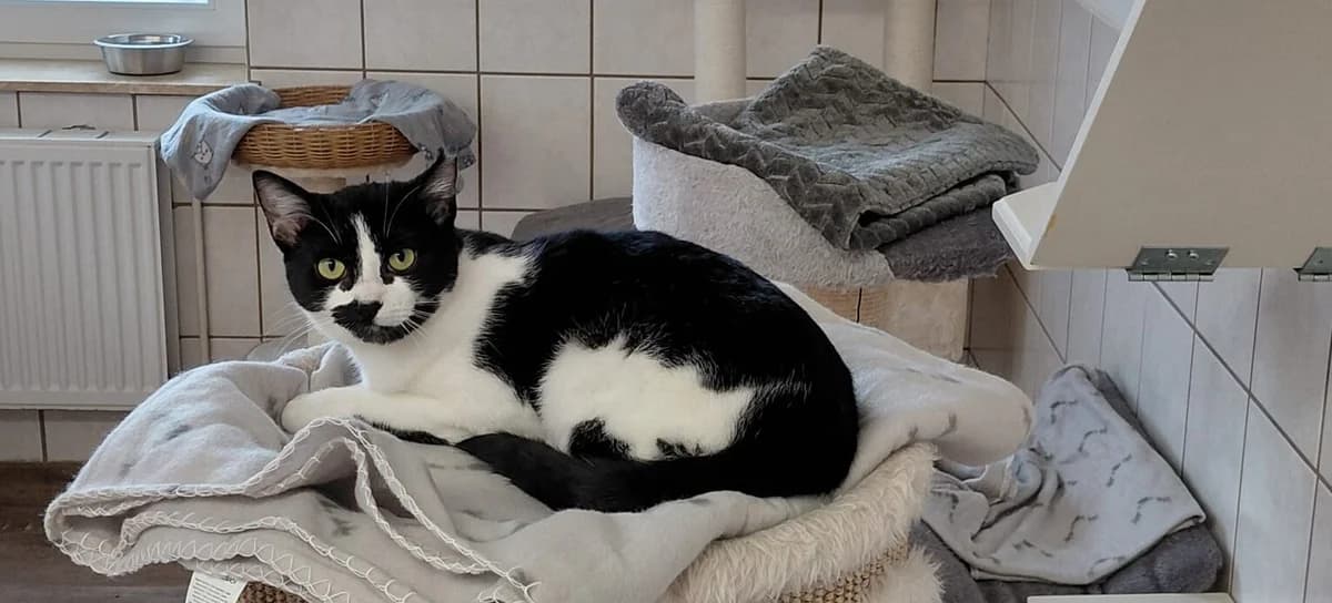 Nova, male young Mixed Breed for adoption at Tierheim Aurich (Animal Welfare Aurich e.V.), Aurich