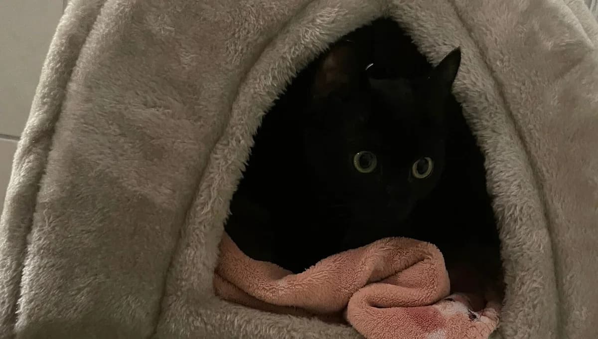 Estella FeLV, female Mixed Breed for adoption at Tierheim Aurich (Animal Welfare Aurich e.V.), Aurich