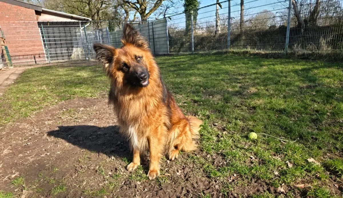 Ben, male mixed breed for adoption at Tierheim Aurich (Animal Welfare Aurich e.V.), Aurich