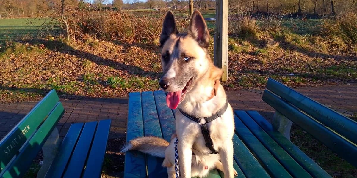 Balou, female Husky for adoption at Tierheim Aurich (Animal Welfare Aurich e.V.), Aurich