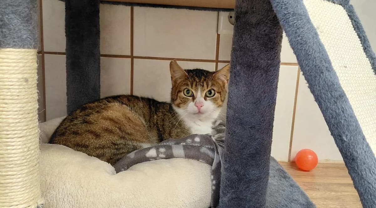 Loui, young Mixed Breed for adoption at Tierheim Aurich (Animal Welfare Aurich e.V.), Aurich
