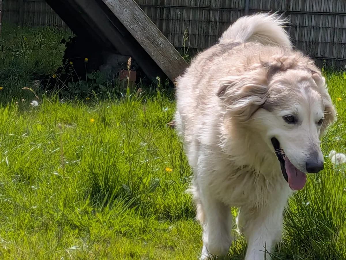 Jasper, male senior Mixed Breed for adoption at Tierheim Aurich (Animal Welfare Aurich e.V.), Aurich
