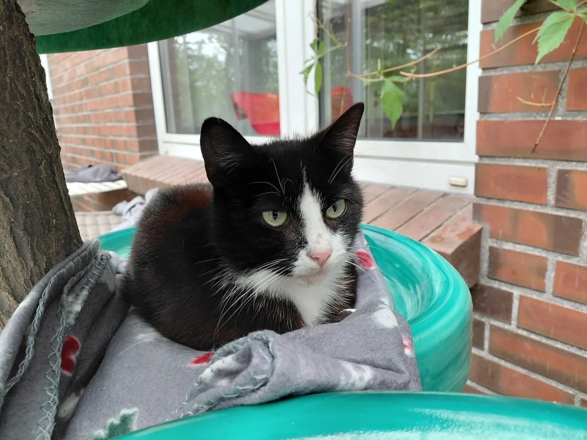 Linus, Mixed Breed (Tierheim Aurich (Animal Welfare Aurich e.V.))