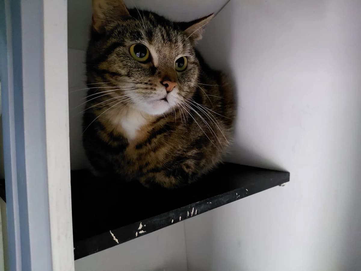 Pia, Mixed Breed (Tierheim Aurich (Animal Welfare Aurich e.V.))