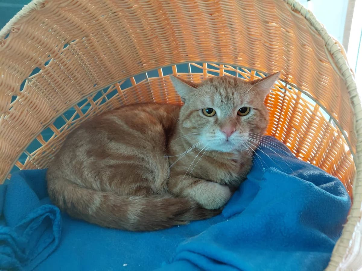 Garfield, Mixed Breed (Tierheim Aurich (Animal Welfare Aurich e.V.))
