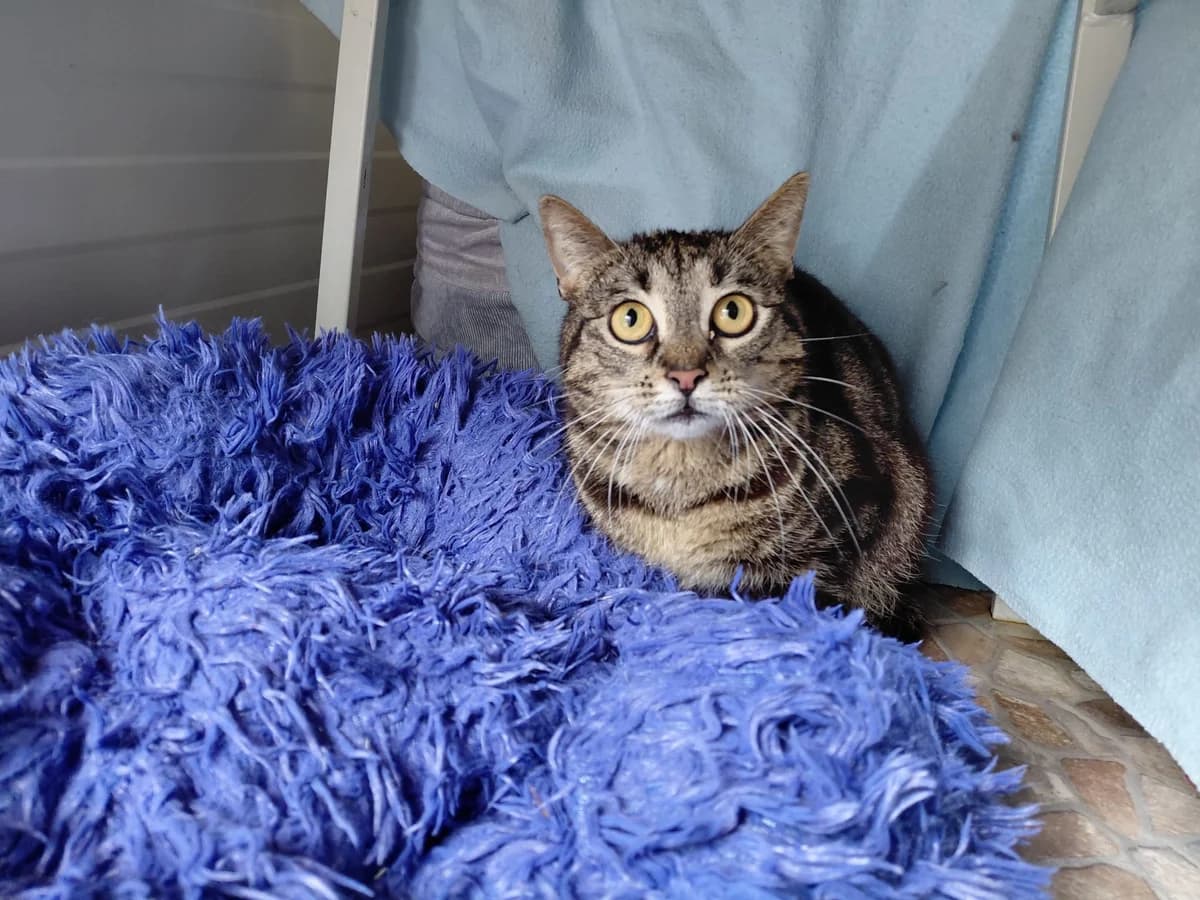 Minka, Mixed Breed (Tierheim Aurich (Animal Welfare Aurich e.V.))