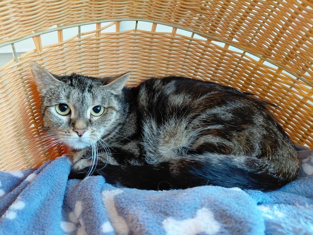Flora, Mixed Breed (Tierheim Aurich (Animal Welfare Aurich e.V.))