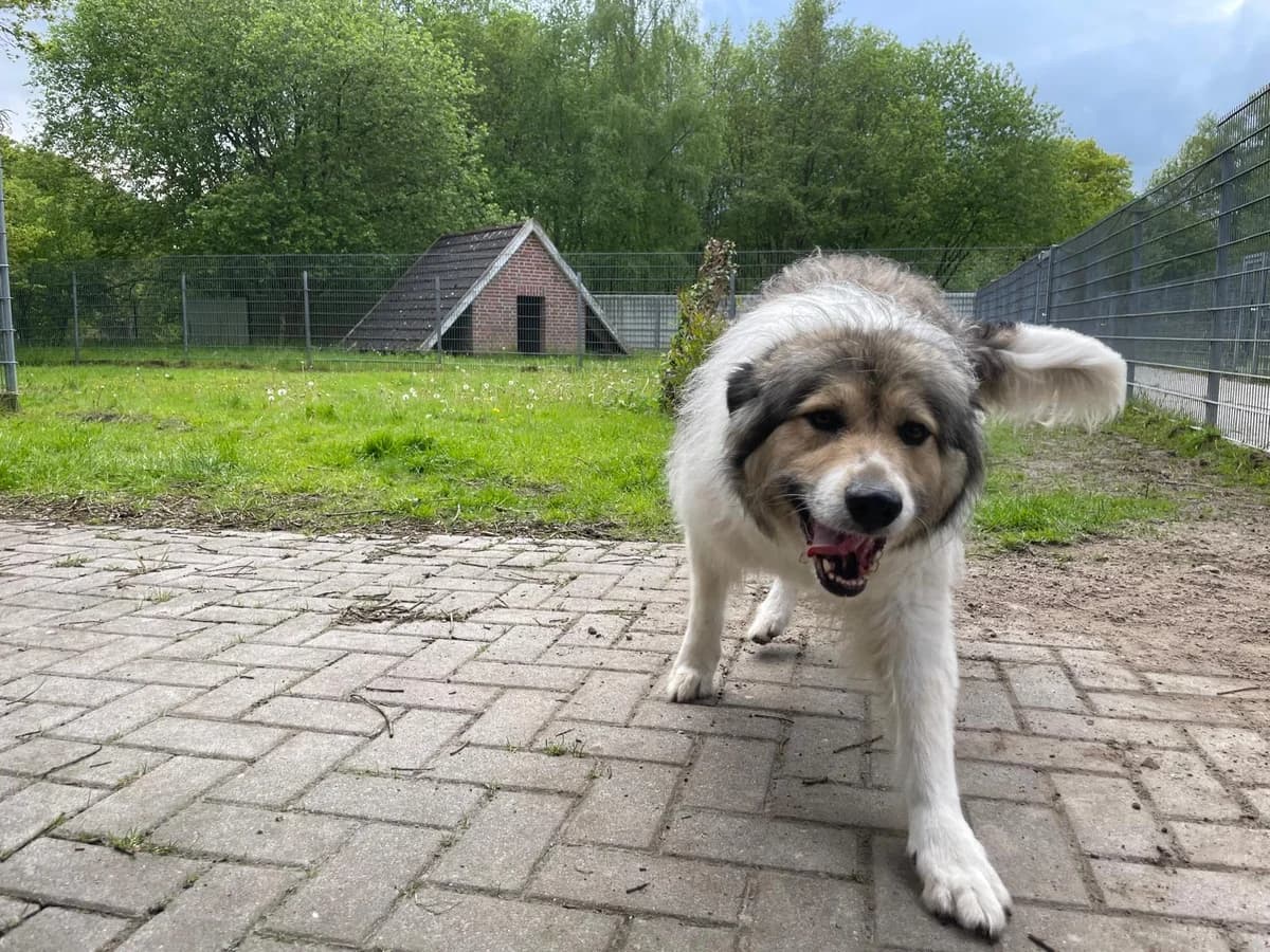 Emma, female Mixed Breed for adoption at Tierheim Aurich (Animal Welfare Aurich e.V.), Aurich