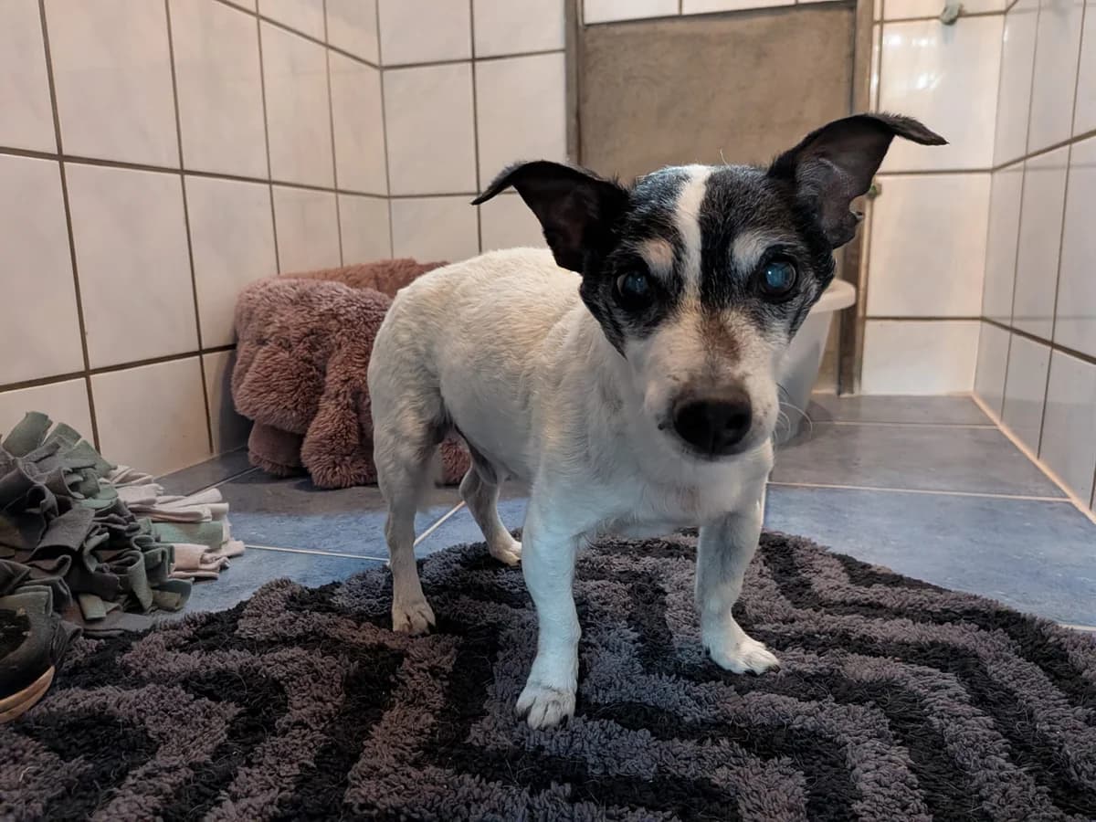 Moritz,  senior Mixed Breed for adoption at Tierheim Aurich (Animal Welfare Aurich e.V.), Aurich