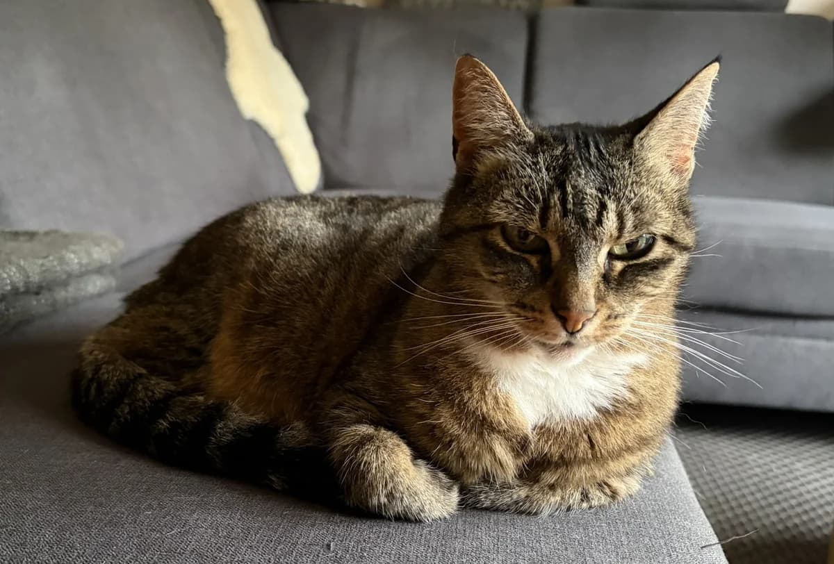 Zora, female Mixed Breed for adoption at Tierheim Aurich (Animal Welfare Aurich e.V.), Aurich