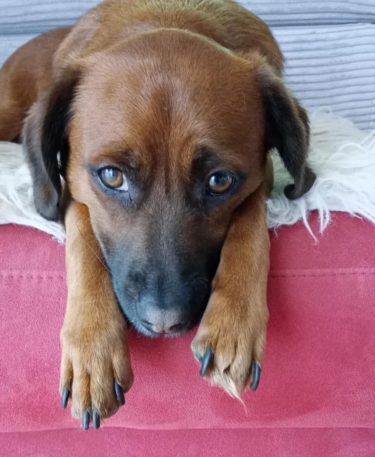 Benni, male 4yo Mixed Breed for adoption at Tierheim Bad Homburg, Homburg