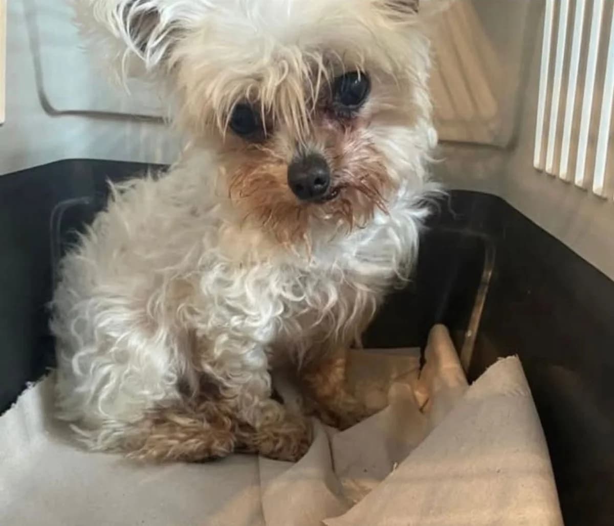Boris, male senior Maltipoo for adoption at Tierheim Bad Homburg, Homburg