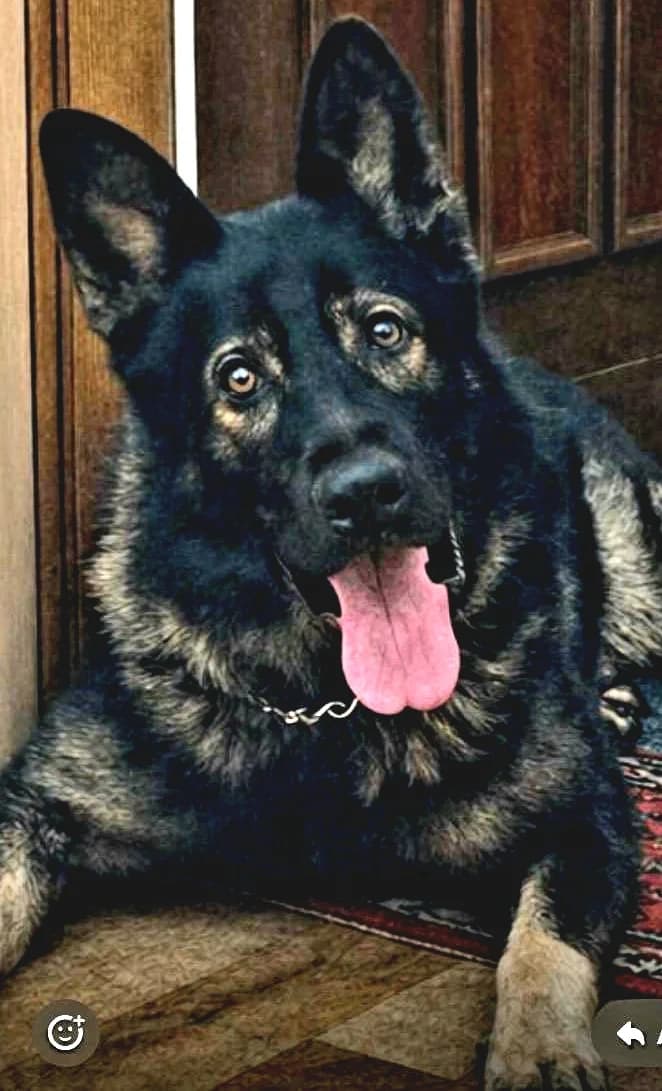 Buck, male senior German Shepherd for adoption at Tierheim Bad Homburg, Homburg