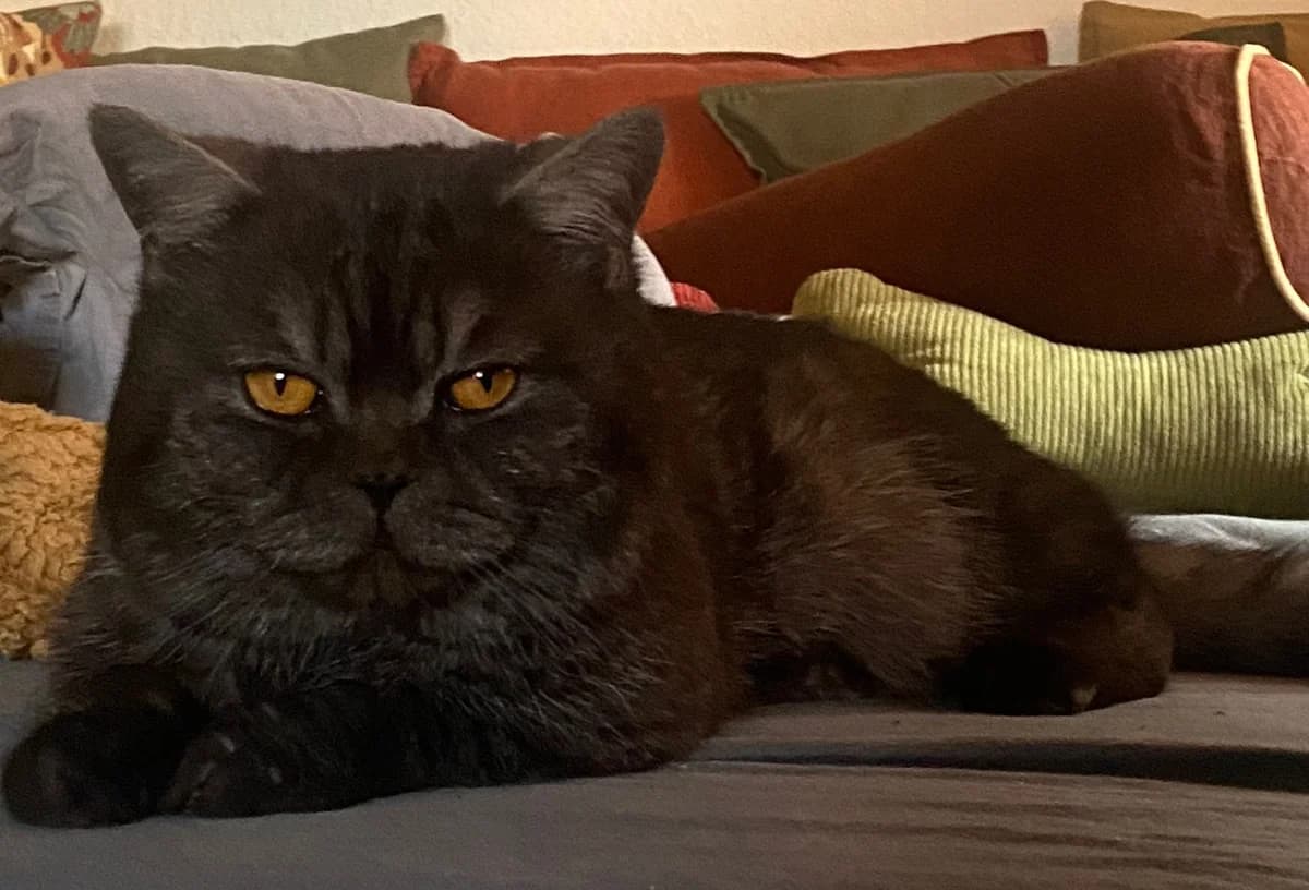 Cosmo, male Persian for adoption at Tierheim Bad Homburg, Homburg