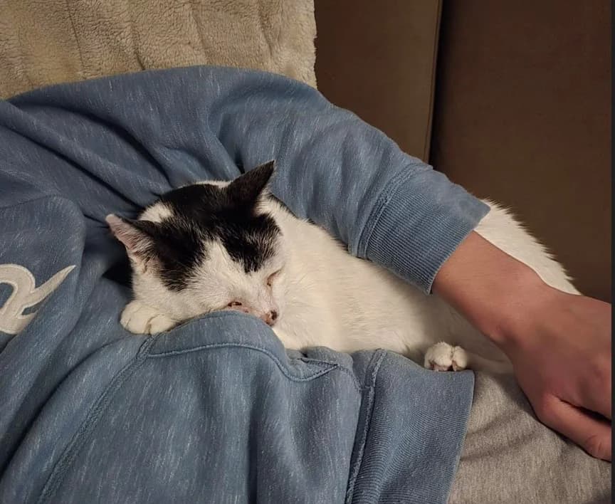 Eggsy  VERMITTLUNGSHILFE, male European Shorthair for adoption at Homburg