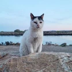 Eggsy  VERMITTLUNGSHILFE, male European Shorthair for adoption at Tierheim Bad Homburg, Homburg photo 2