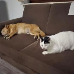 Eggsy  VERMITTLUNGSHILFE, male European Shorthair for adoption at Tierheim Bad Homburg, Homburg photo 3