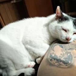 Eggsy  VERMITTLUNGSHILFE, male European Shorthair for adoption at Tierheim Bad Homburg, Homburg photo 4