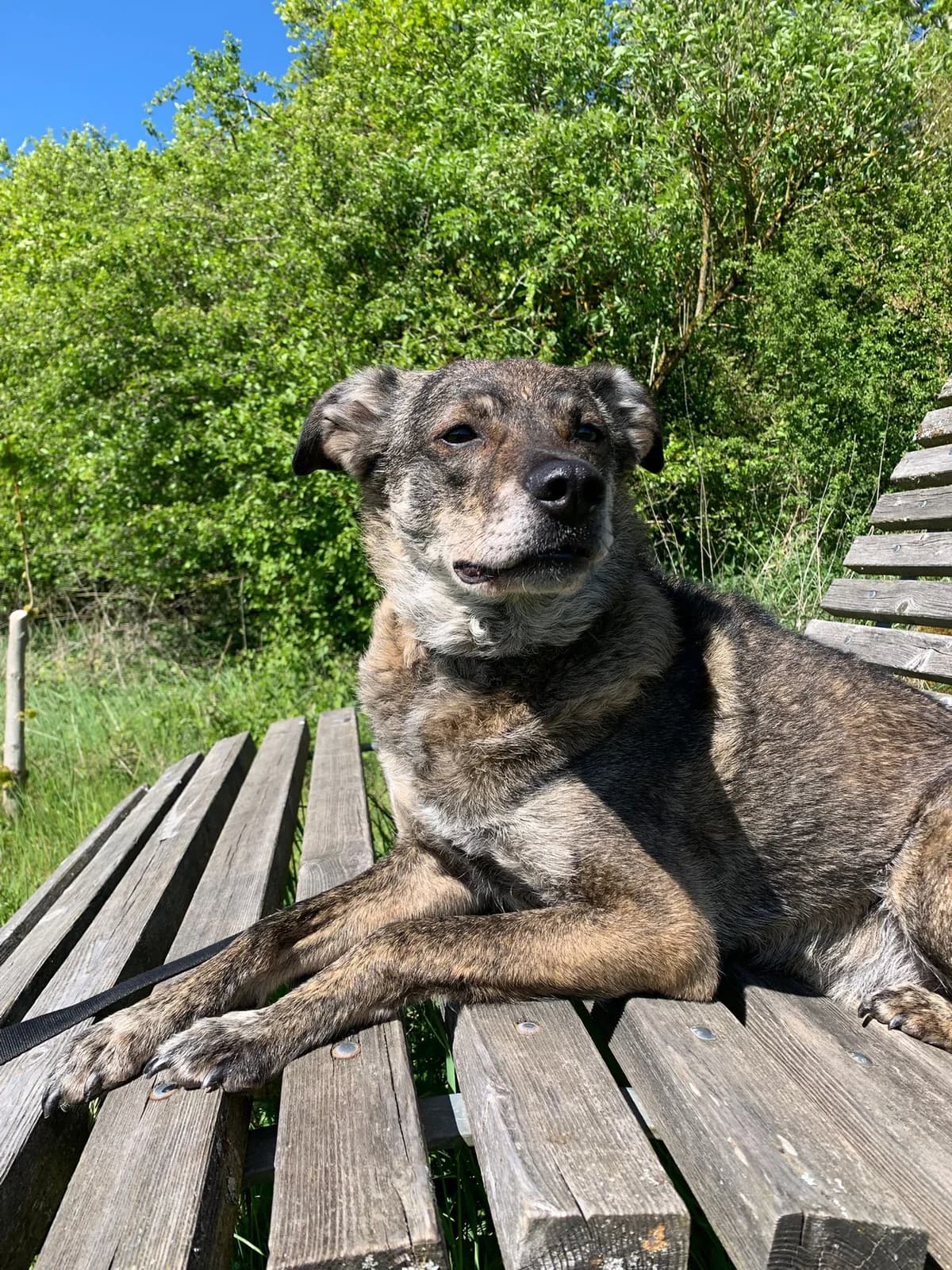 Erwin, male 6yo Mixed Breed for adoption at Tierheim Bad Homburg, Homburg