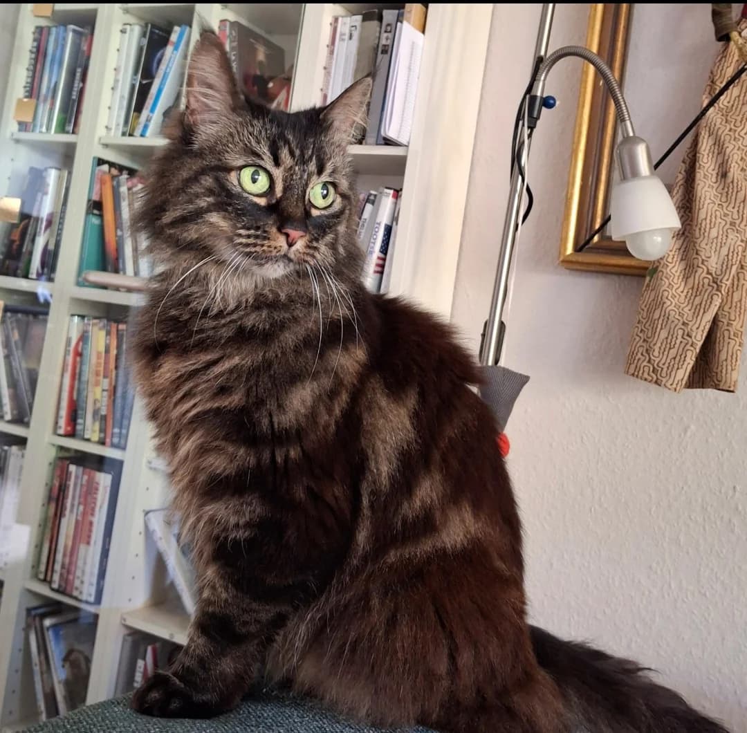 Eve, female senior Norwegian Forest Cat for adoption at Tierheim Bad Homburg, Homburg
