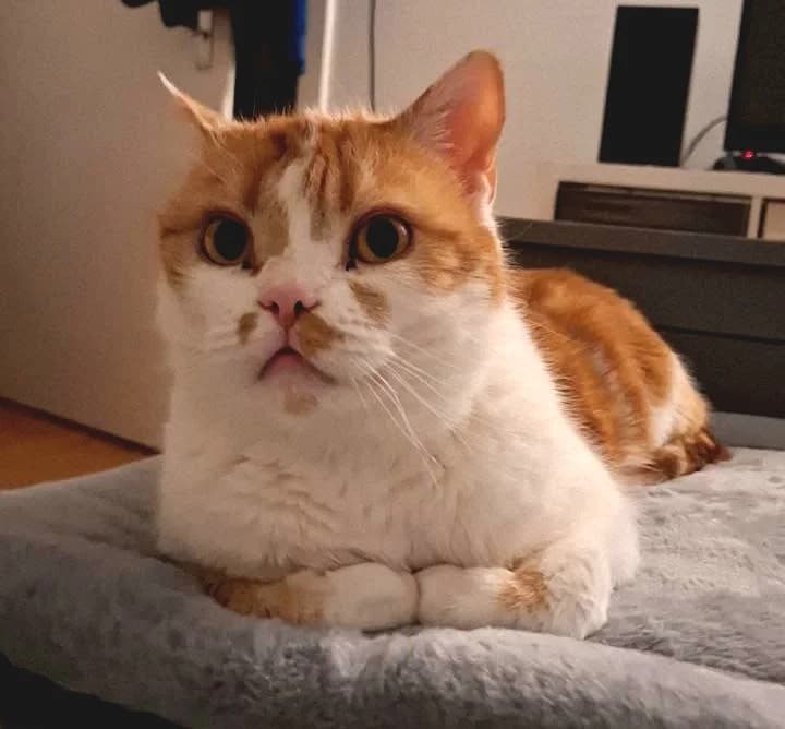 Floyd, male senior European Shorthair for adoption at Tierheim Bad Homburg, Homburg
