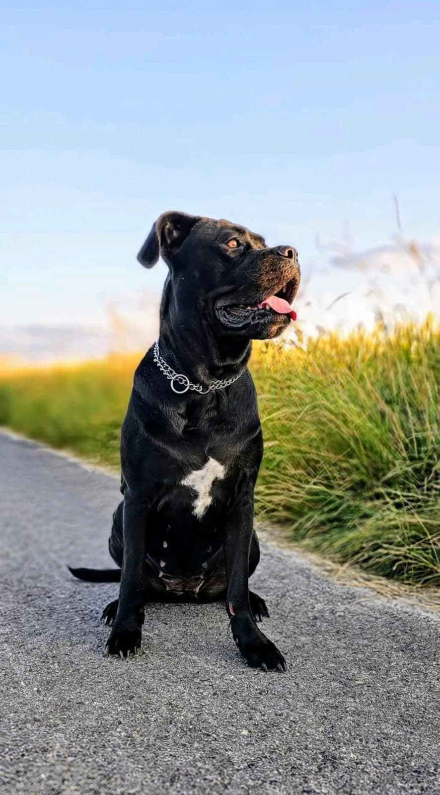 Genna, female Cane Corso for adoption at Homburg