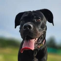 Genna, female Cane Corso for adoption at Tierheim Bad Homburg, Homburg photo 2