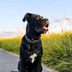 Genna, female Cane Corso for adoption at Tierheim Bad Homburg, Homburg photo 3