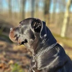 Genna, female Cane Corso for adoption at Tierheim Bad Homburg, Homburg photo 4
