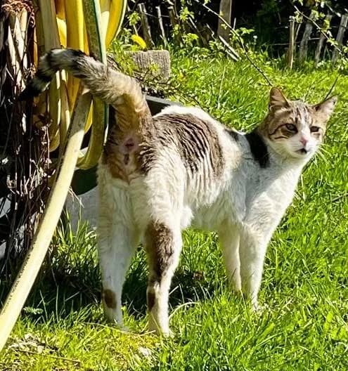 Greta, female senior European Shorthair for adoption at Tierheim Bad Homburg, Homburg