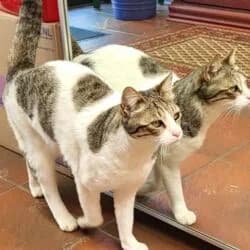 Greta, female European Shorthair for adoption at Tierheim Bad Homburg, Homburg photo 2