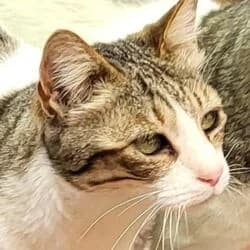 Greta, female European Shorthair for adoption at Tierheim Bad Homburg, Homburg photo 3