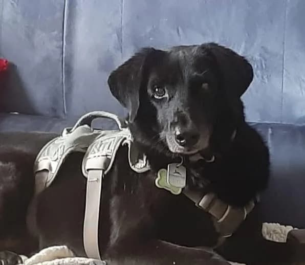 Jojo, male Mixed Breed for adoption at Homburg