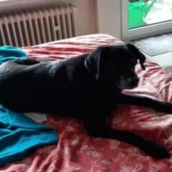 Jojo, male Mixed Breed for adoption at Tierheim Bad Homburg, Homburg photo 3