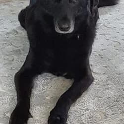 Jojo, male Mixed Breed for adoption at Tierheim Bad Homburg, Homburg photo 4