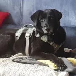 Jojo, male Mixed Breed for adoption at Tierheim Bad Homburg, Homburg photo 5