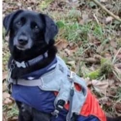 Jojo, male Mixed Breed for adoption at Tierheim Bad Homburg, Homburg photo 6