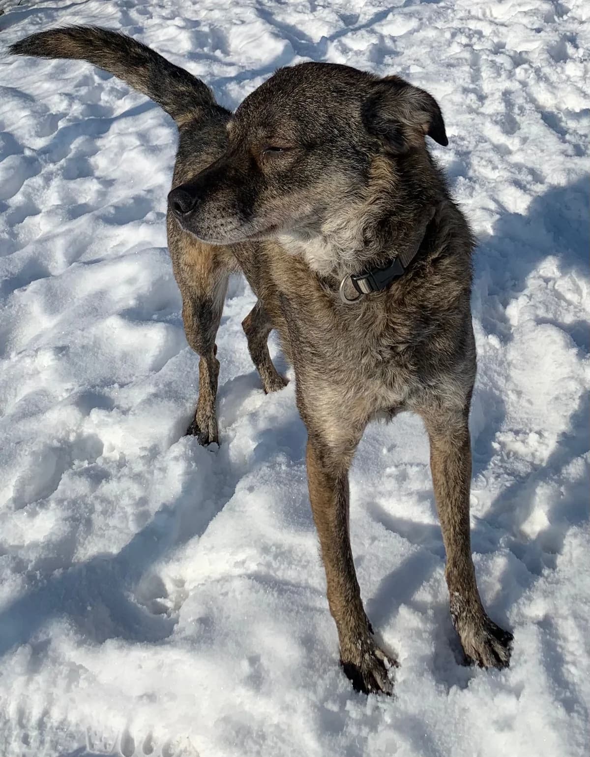 Joshi, male Mixed Breed for adoption at Homburg