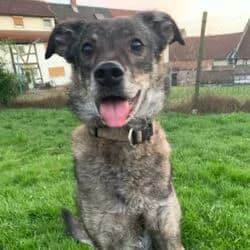 Joshi, male Mixed Breed for adoption at Tierheim Bad Homburg, Homburg photo 2