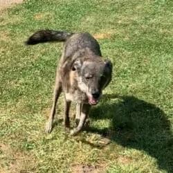 Joshi, male Mixed Breed for adoption at Tierheim Bad Homburg, Homburg photo 3