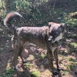 Joshi, male Mixed Breed for adoption at Tierheim Bad Homburg, Homburg photo 4