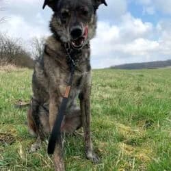 Joshi, male Mixed Breed for adoption at Tierheim Bad Homburg, Homburg photo 5