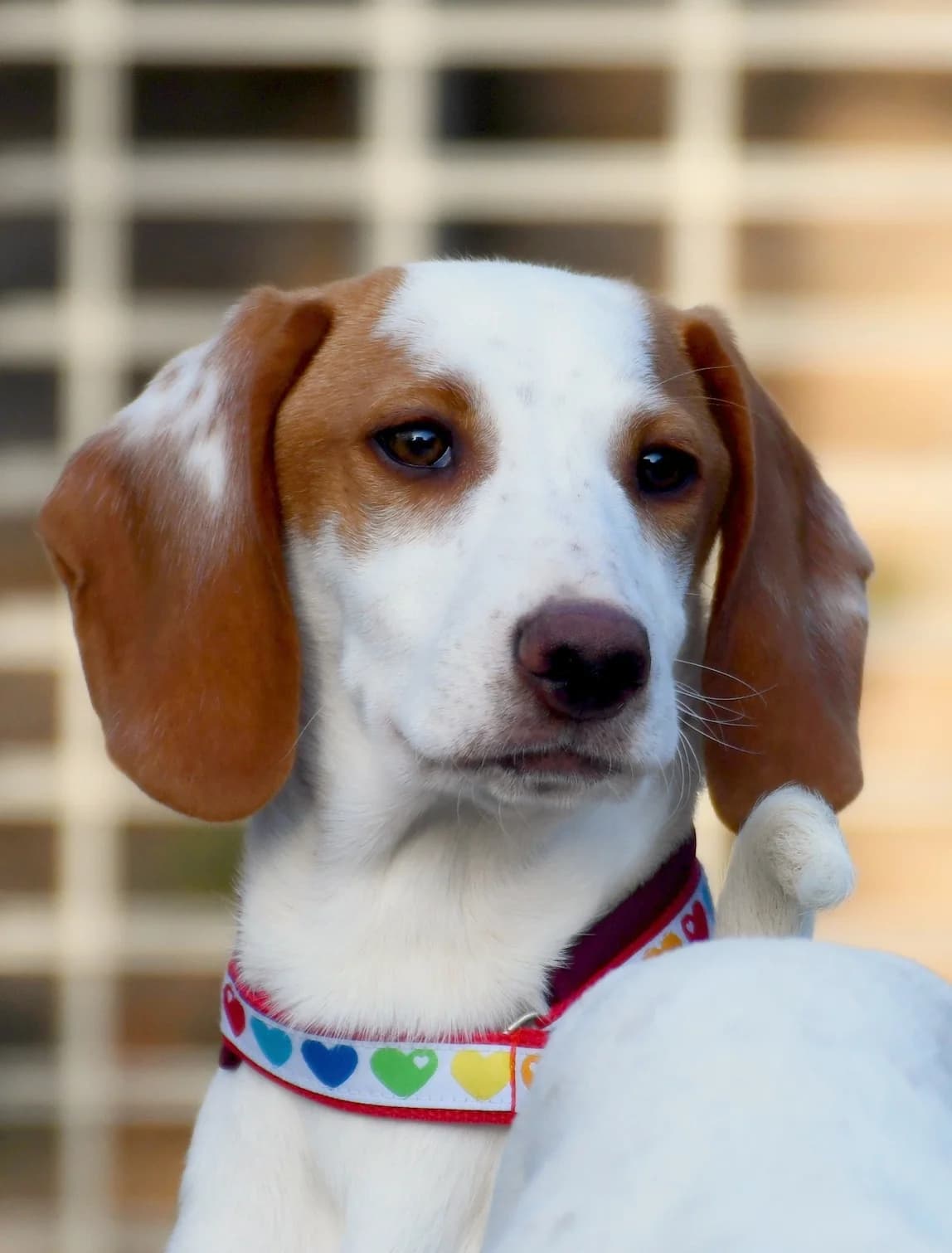 Kenia, female mixed breed for adoption at Homburg