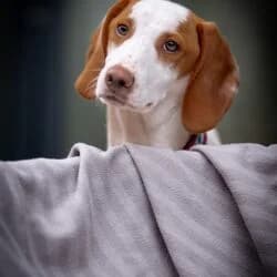 Kenia, female mixed breed for adoption at Tierheim Bad Homburg, Homburg photo 2